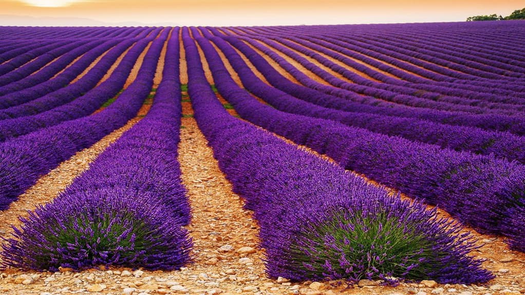 PROVENCE 2026